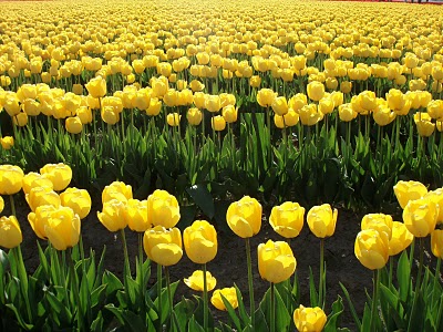 Field of yellow tulips from the Tulip Festival in Skagit County, WA