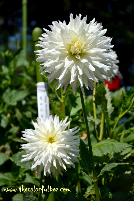 white dahlias