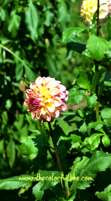 yellow and pink dahlia