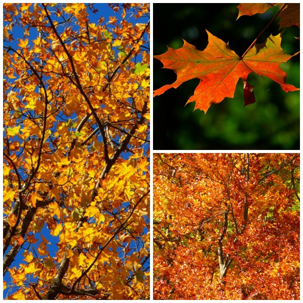 collage of autumn leaves